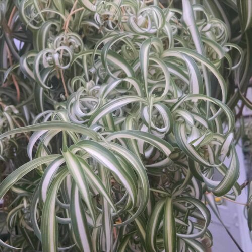 bonnie spider plant