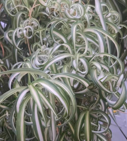 bonnie spider plant