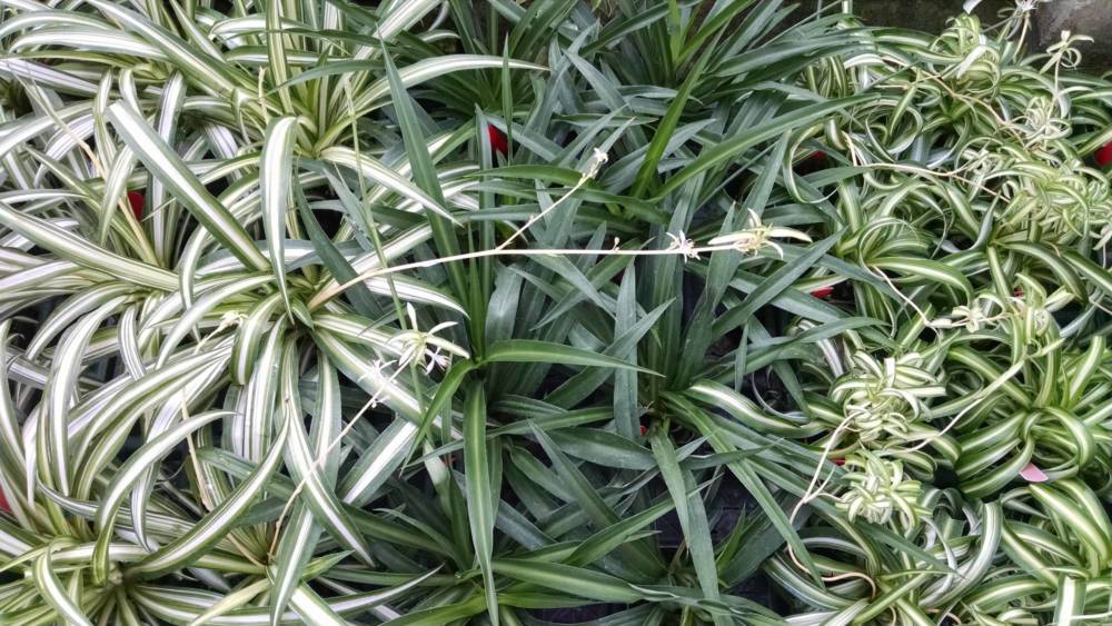 spider plant collection