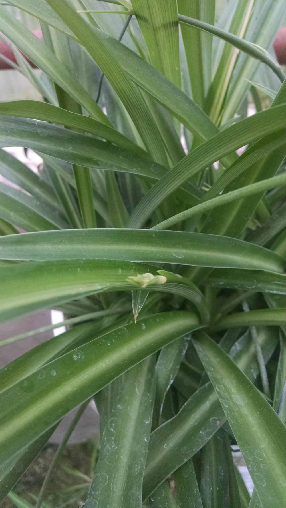 green spider plant