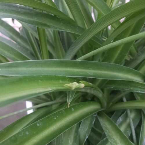 green spider plant