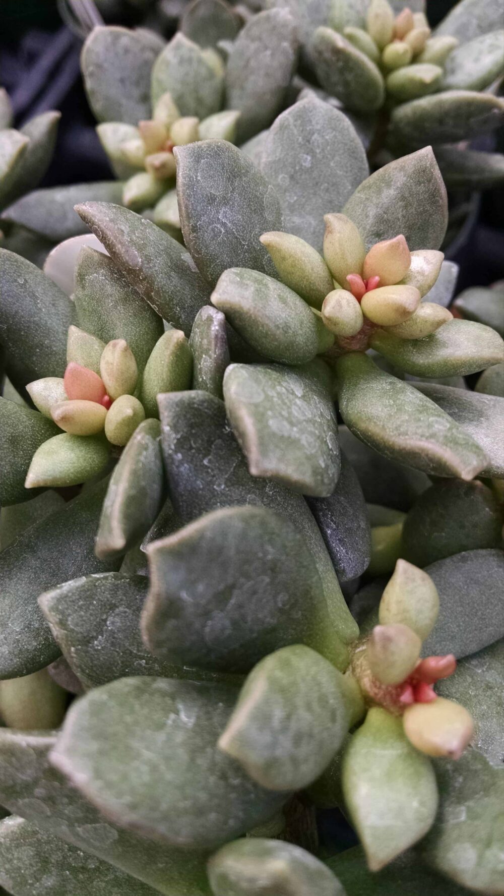 adromischus