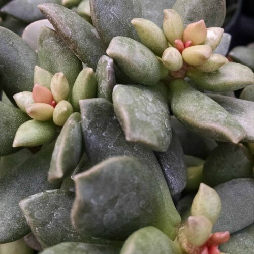 adromischus