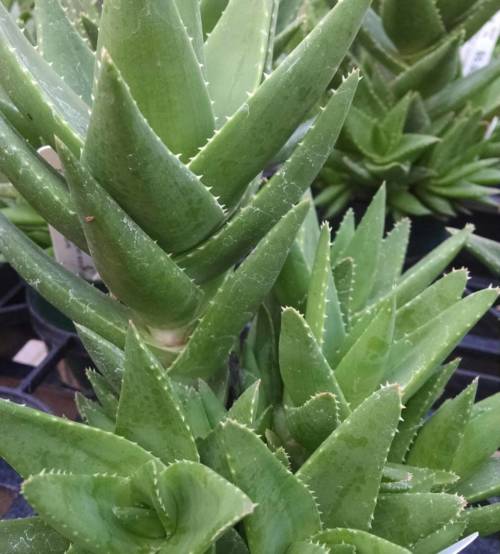 gold tooth aloe