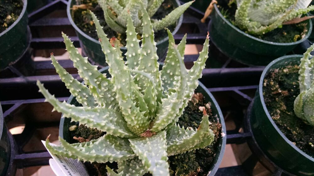 spider aloe hedgehog aloe