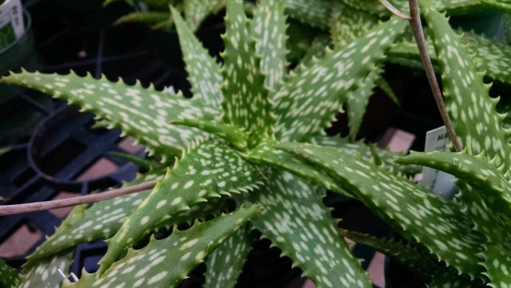 snowflake aloe