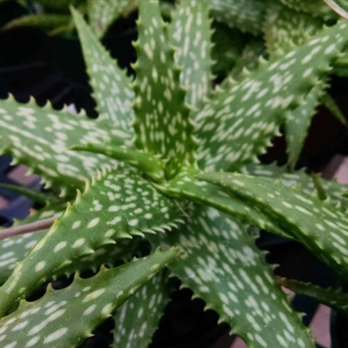 snowflake aloe