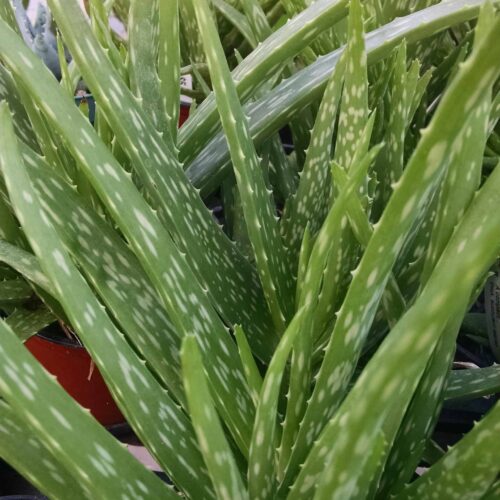 aloe