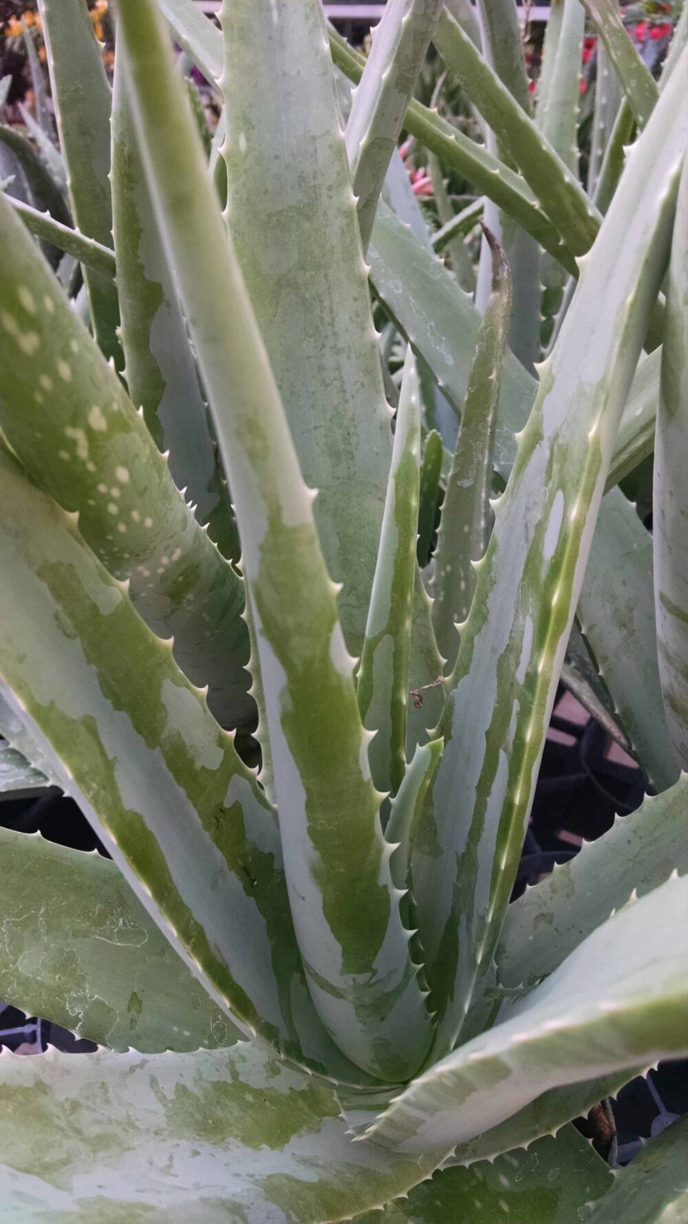 aloe vera