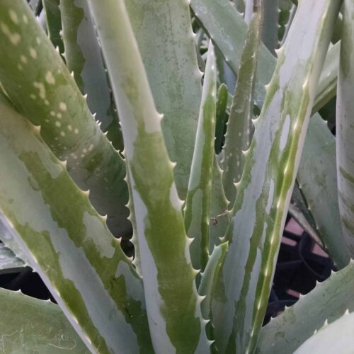 aloe vera