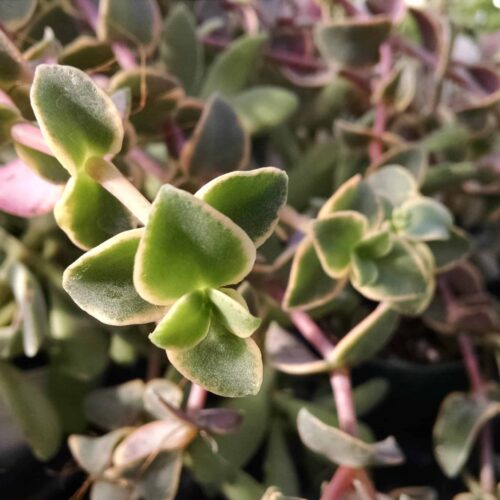 crassula pellucida