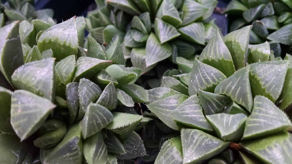 haworthia retusa