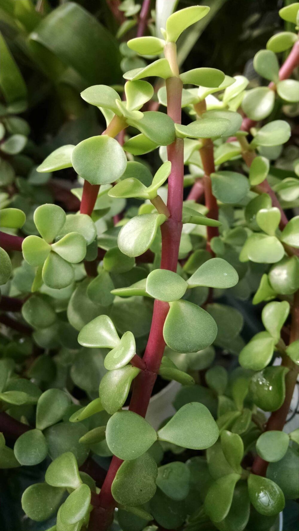 jade plant stem