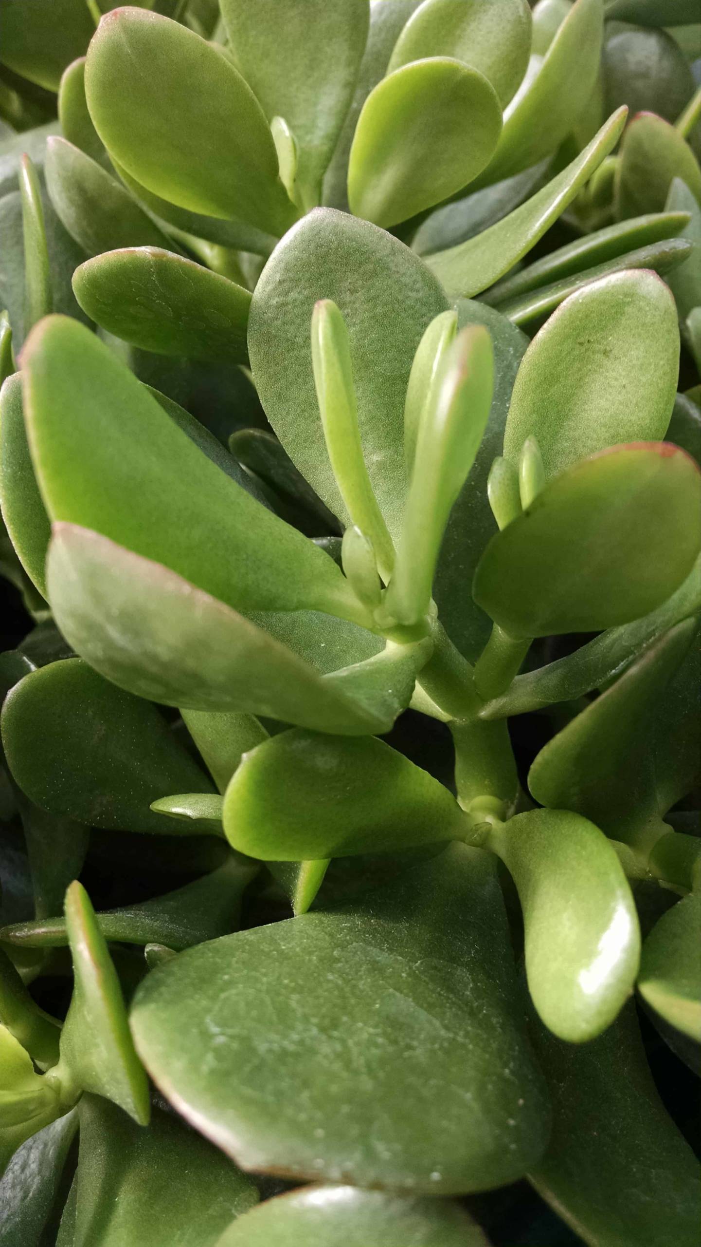 jade plant succulent houseplants studleys