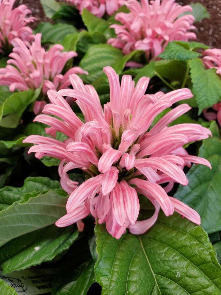 Brazilian Plume