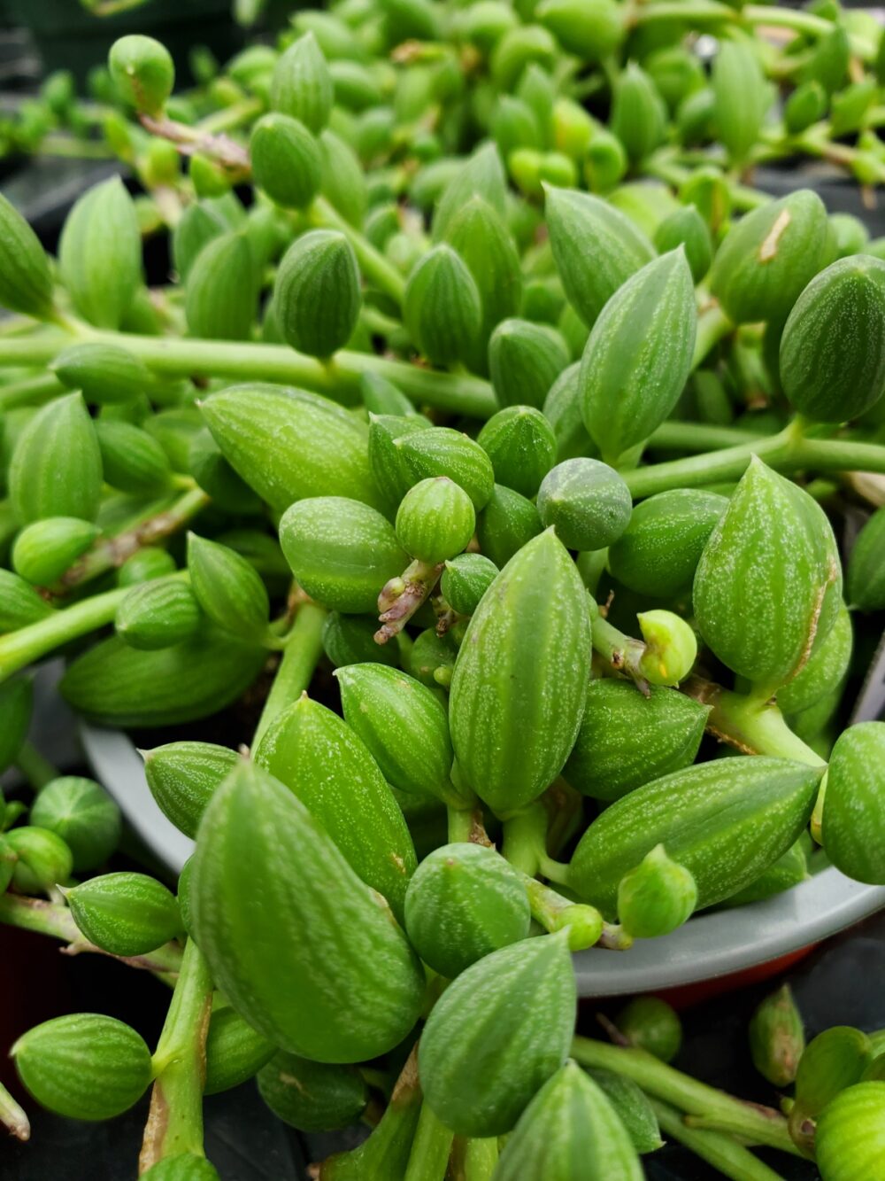 String of Watermelons