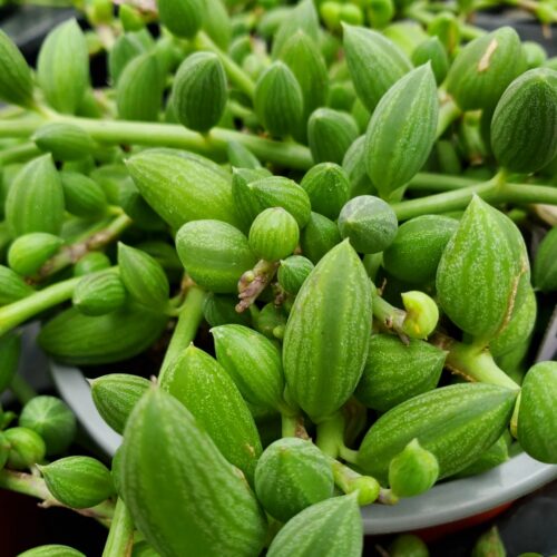 String of Watermelons