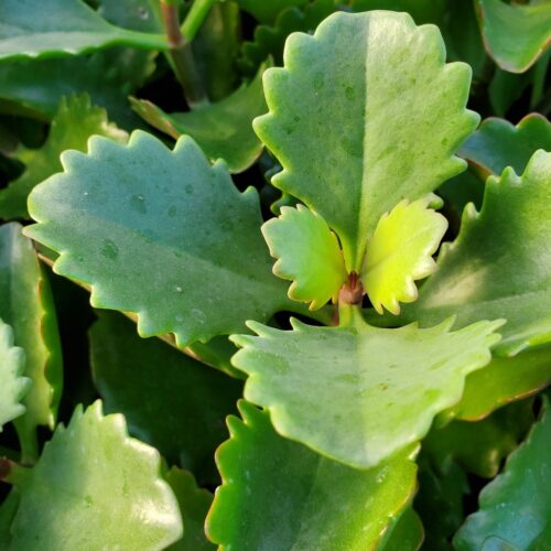 Tugela Cliff Kalanchoe