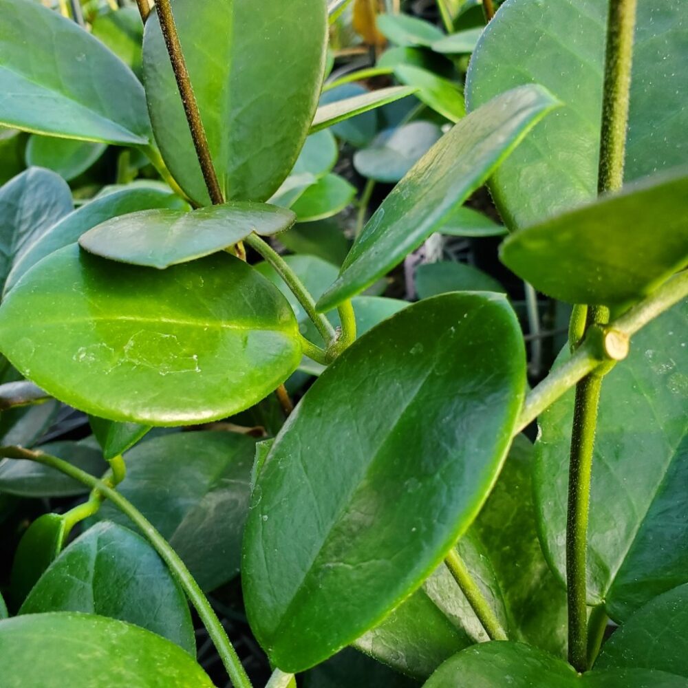 Hoya australis