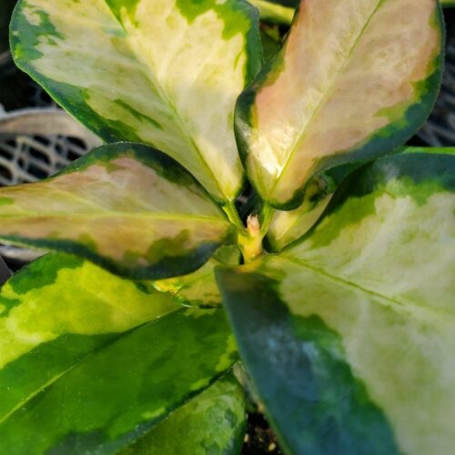 Hoya australis 'Lisa'