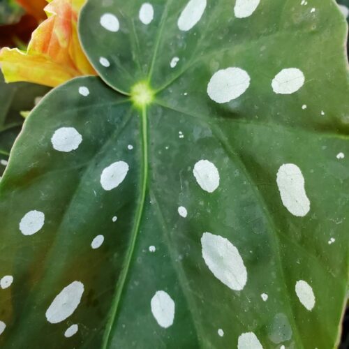 Polka Dot Begonia