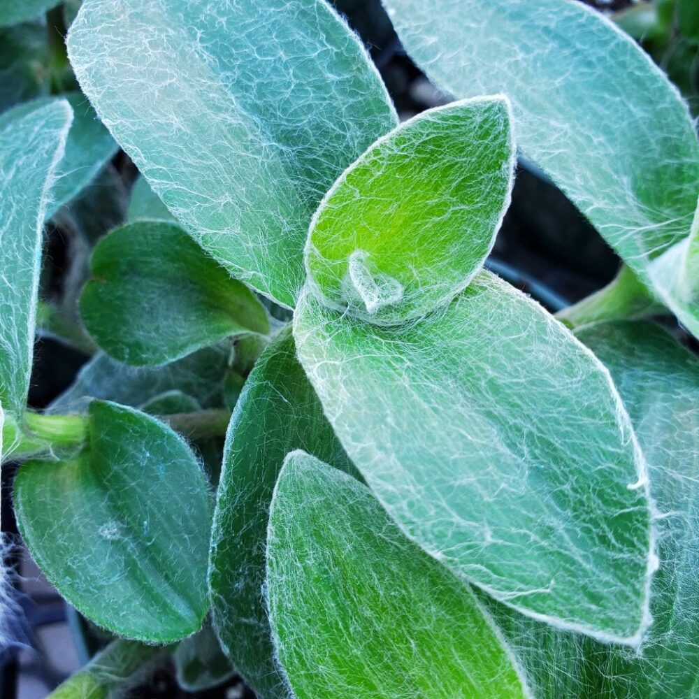 Velvet Zebra Tradescantia