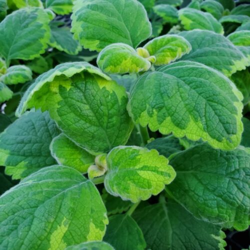 Lemon Twist Plectranthus