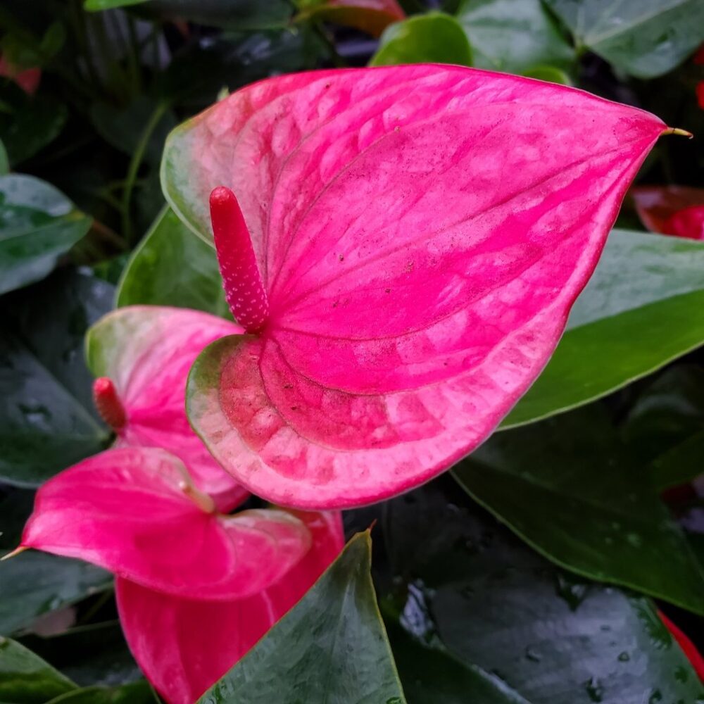 Anthurium 'Flamingo Flower'