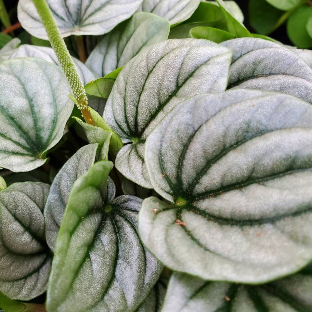 Frost Peperomia
