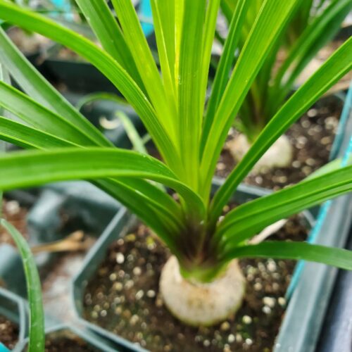 Ponytail Palm