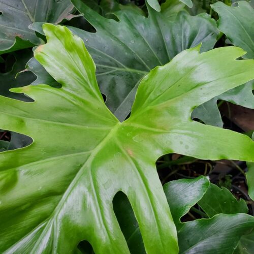 Hope Philodendron