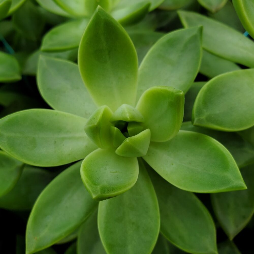 California Sunset Graptosedum