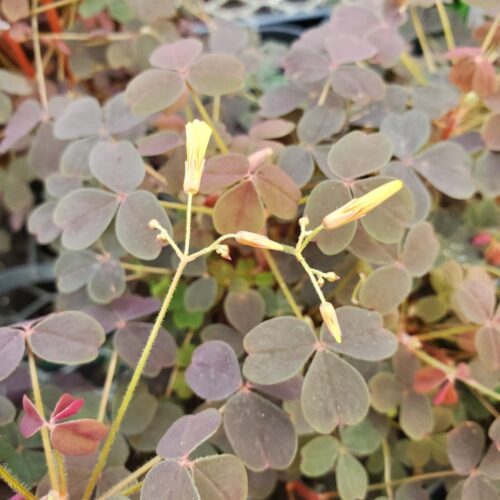 Burgundy Oxalis