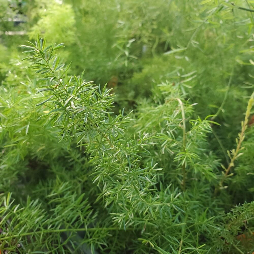 Foxtail Fern