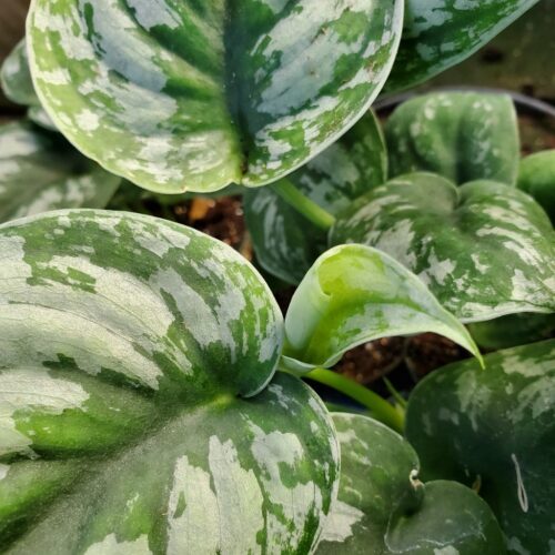 Satin Pothos