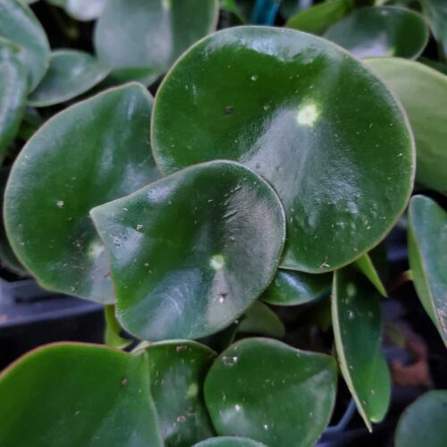 Raindrop Peperomia