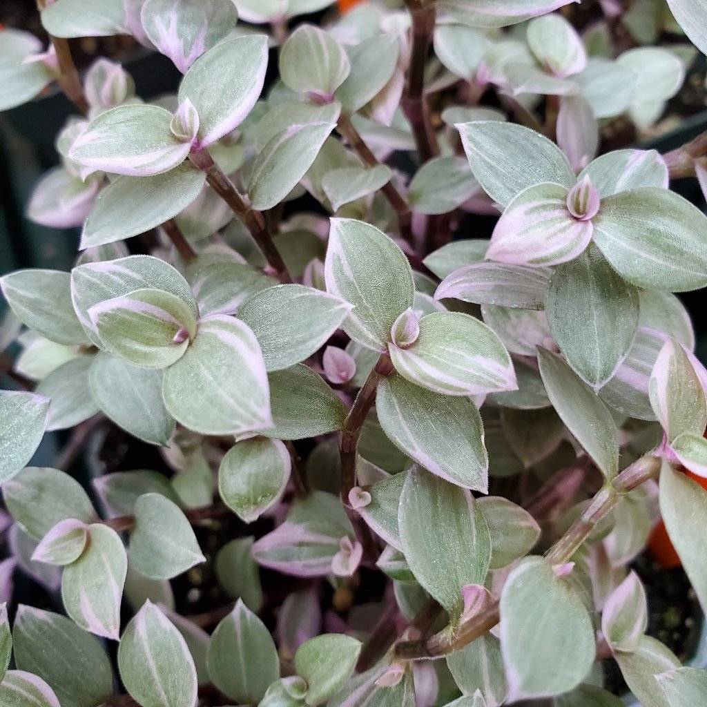 Pink Princess Variegated Inch Plant