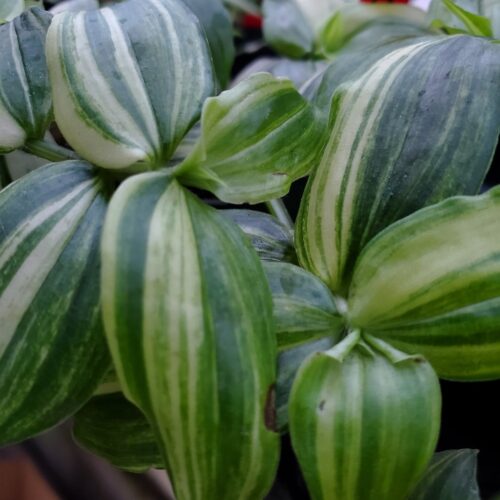 Yellow Zebra Tradescantia