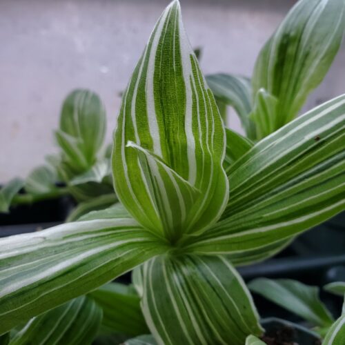 White Zebra Tradescantia