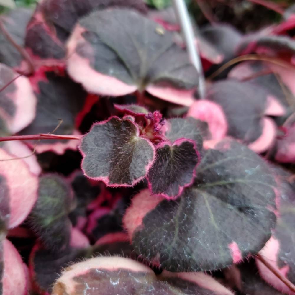 Tricolor Strawberry Begonia