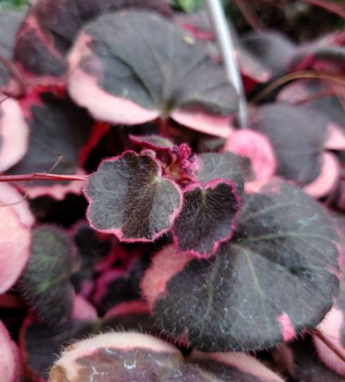 Tricolor Strawberry Begonia