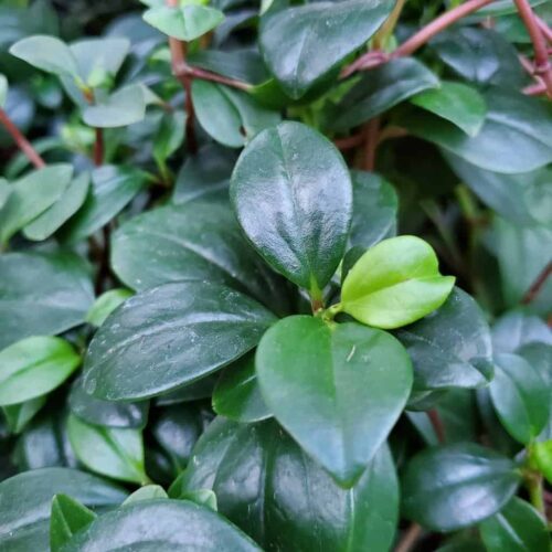 Wax Privet Peperomia