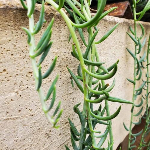 String of Fish Hooks