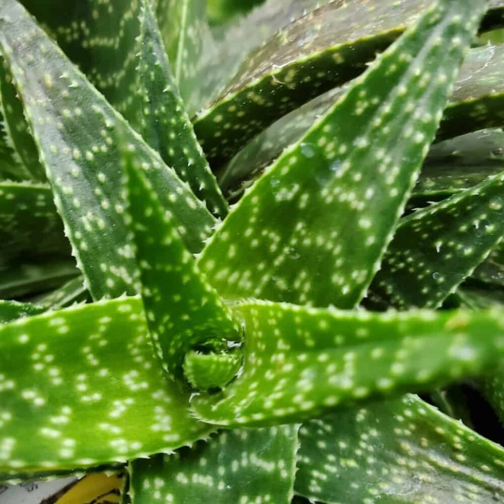 Lace Aloe