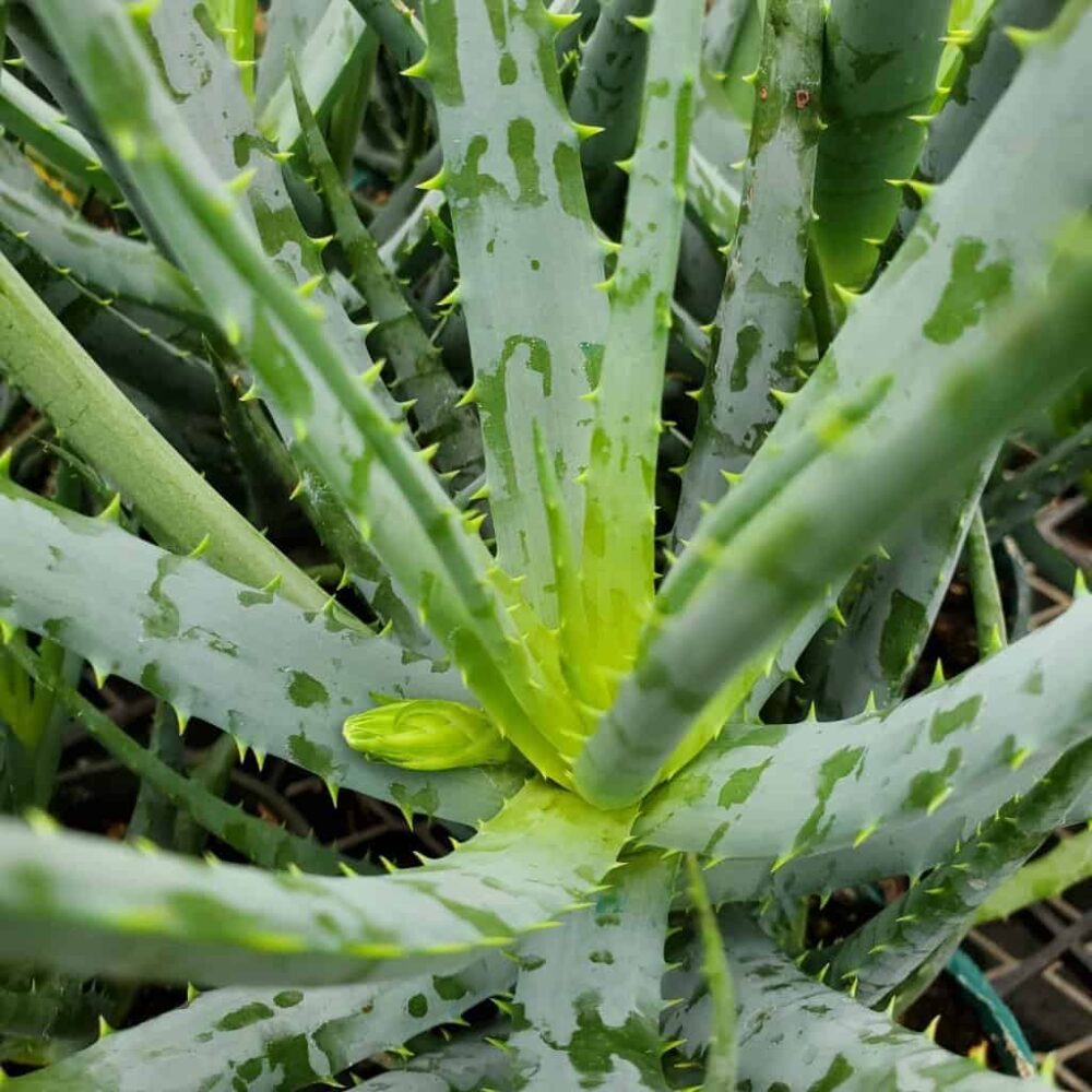 Blue Elf Aloe