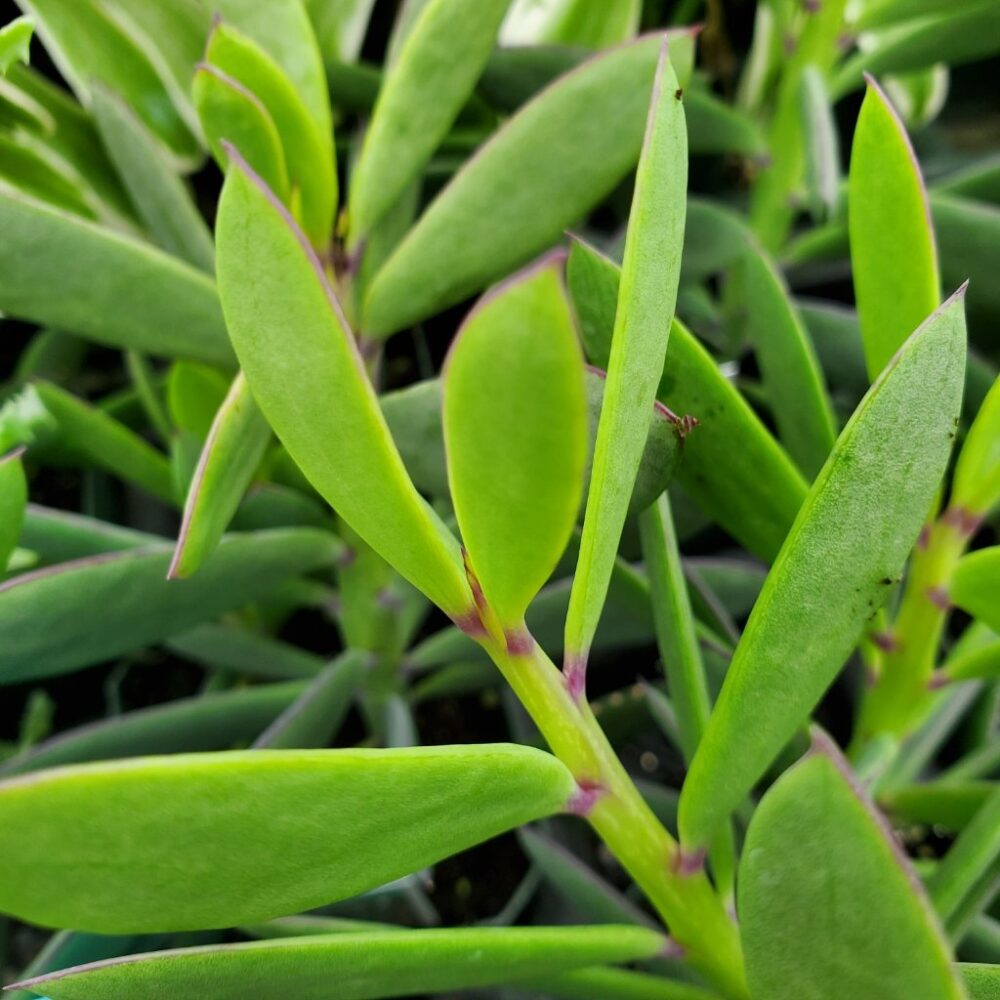 Senecio crassissimus