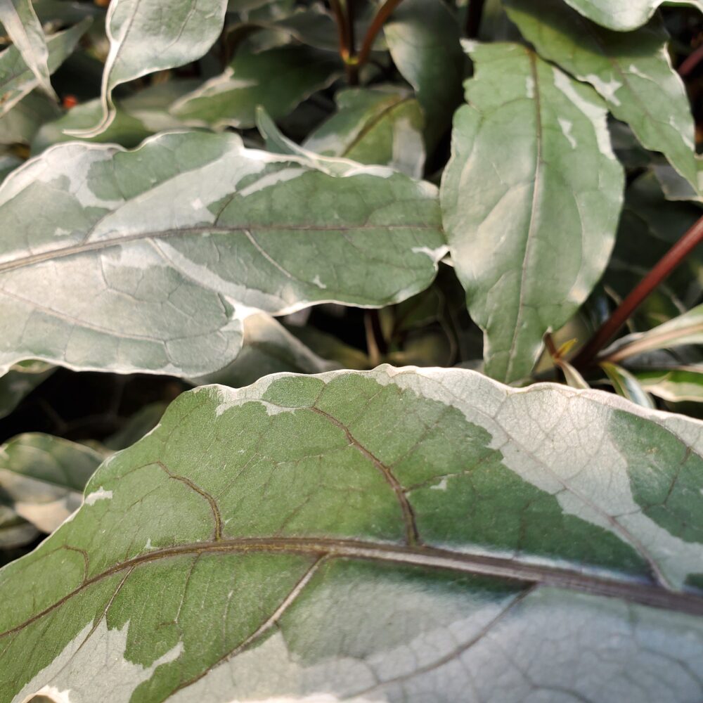 Stainless Steel Pseuderanthemum