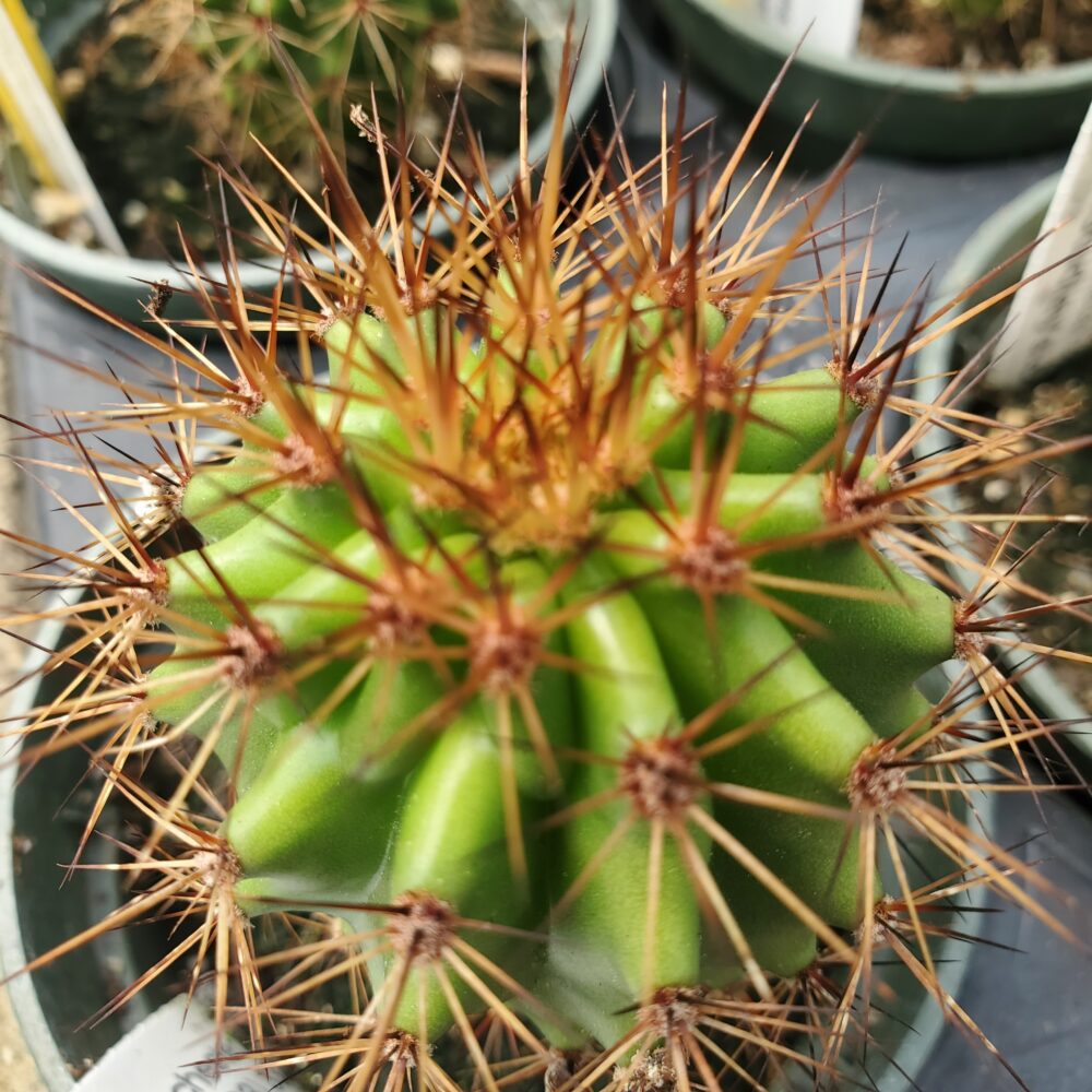 Organ Pipe Cactus