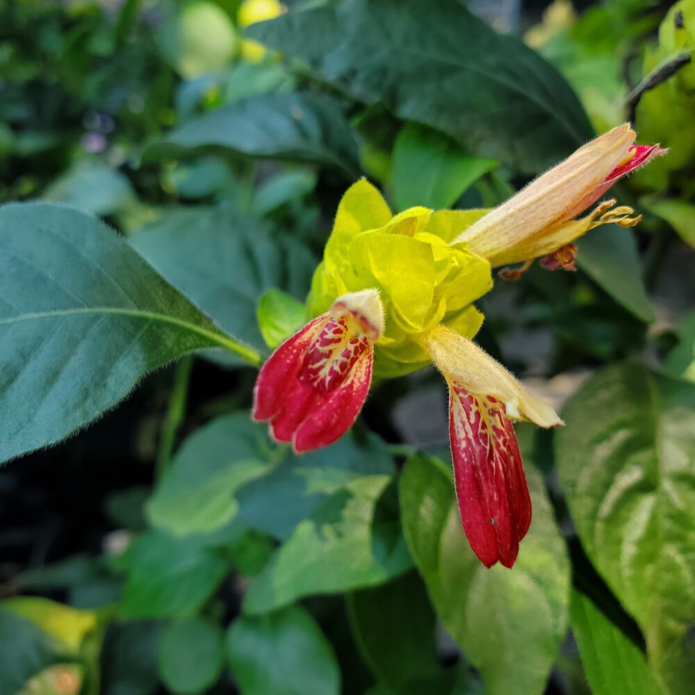 Fruit Cocktail Shrimp Plant