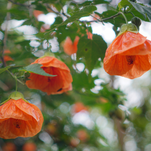 Lucky Lantern Tangerine Flowering Maple